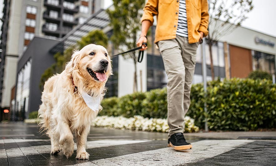 Adventure Awaits Dog Walking and Pet Sitting Services